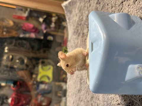 Rengarenk hamster minişler