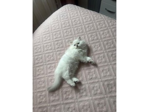 2 aylık orijinal british longhair