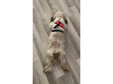 Çok uysal çok akıllı dişi shih tzu