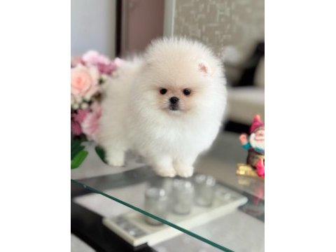 Mini boy ayıcık pomeranian