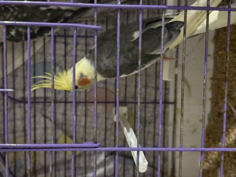 Yavru erkek sultan papağanı üst kalite 3000