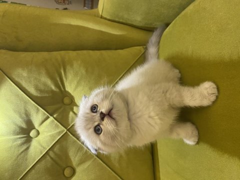 Scottish fold sıfır kulak erkek