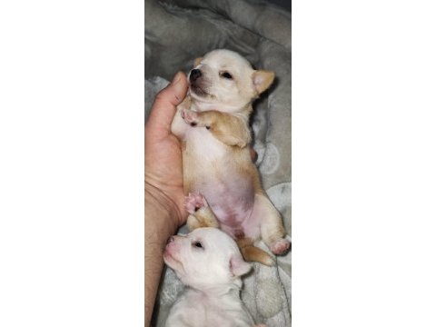 Orijinal elma kafa chihuahua yavruları bir dişi bir erkek