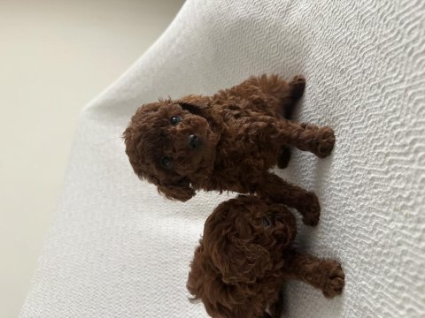 Erkek dark redbrown kore poodle yavrular