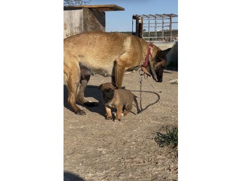 Erkek belçika malinois yavrumuz