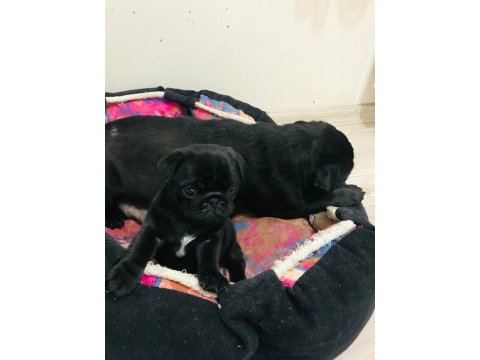 Safkan orjinal siyah pug yavruları