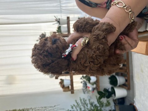 Erkek bebek toy poodle