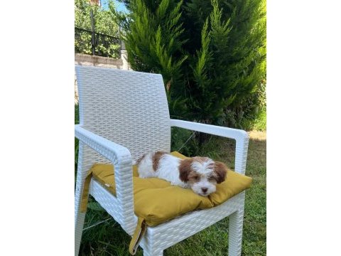 4 aylık maltipoo