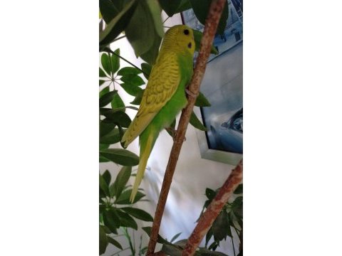 Renk renk muhabbet kuşları
