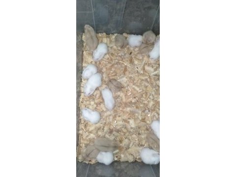 Gonzales hamster yavrular sınırsız