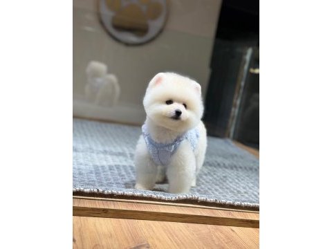 Sağlık ve ırk garantili pomeranian