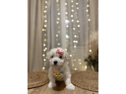 Yavru terrier pamuk gibi bir dişi