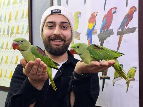 Bebek alexander iskender papağanı yavrularımız