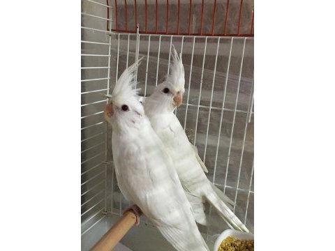 A kalite üst düzey 1.sınıf whıte red yavru albino sultan