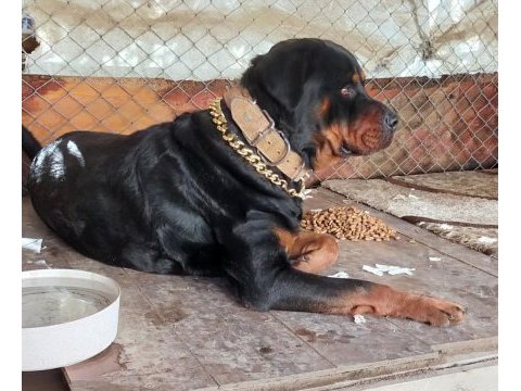 Safkan erkek üst düzey alan koruma rottweiler
