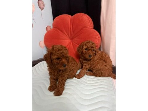 Poodle dişi erkek yavru