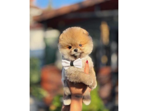 Orange renk pomeranian boo