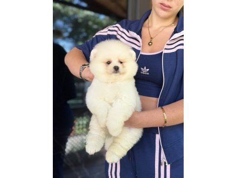 Show kalite erkek pomeranian boo