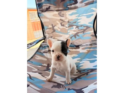 Standart french bulldog bal bebekler