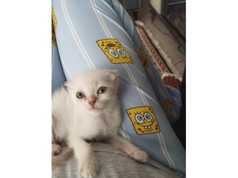 Dişi ve erkek son scottish fold yavrular