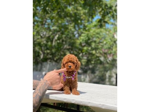 Tatlı poodle yavrular