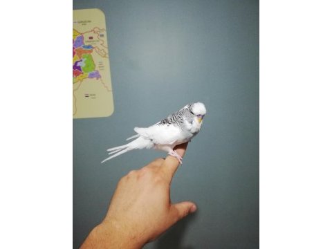 Erkek jumbo yavru muhabbet kuşu