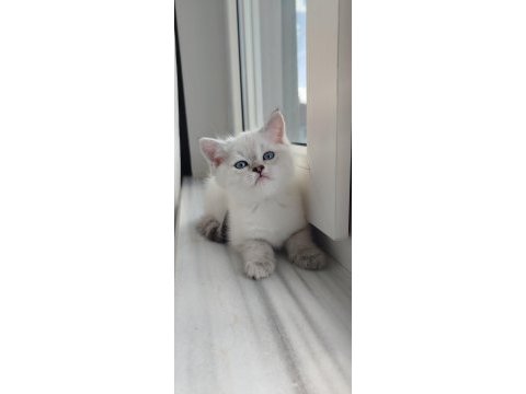 A kalite british shorthair dişi yavru