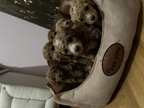 60 günlük çok iyi bakımlı poodle