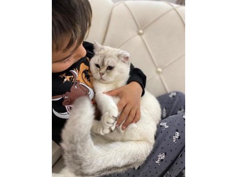 British shorthair fistana yuva arıyoruz