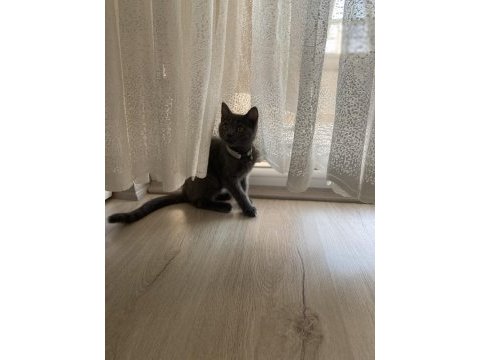 British shorthair yavru