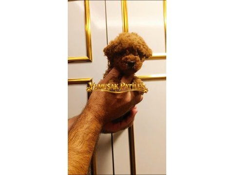 Sevimli ırk toy poodle
