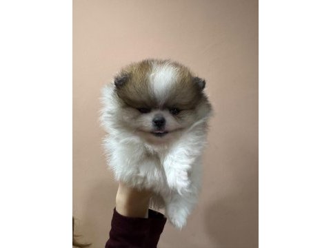 Petmode köpek çiftliğinden tea cup pomeranian