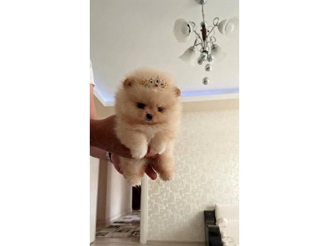 Teacup prenses mini boy pomeranian