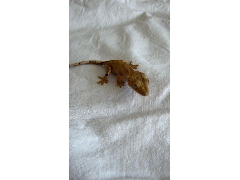Crested gecko - her şeyi ile birlikte