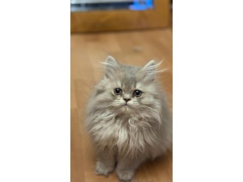 British longhair 3 aylık tuvalet eğitimi var