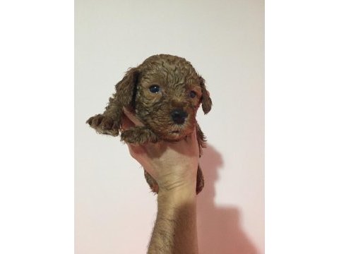 Toy poodle bebekler