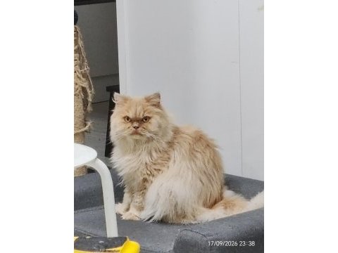6 yaşında dişi scottish fold ve erkek iran kedisi
