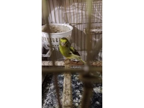 Ötümde genç erkek kanarya