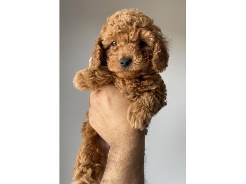 Toy poodle yavrularımız yeni yuvalarını arıyor