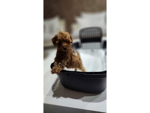 Micro teacup toy poodle yavrular teslime hazır ev ortamı
