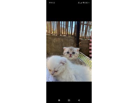 Her renk british shorthair yavrular mevcut