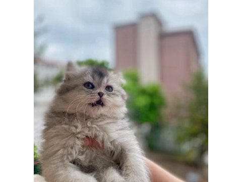 Scottish fold blue tabby longhair yavrularımız