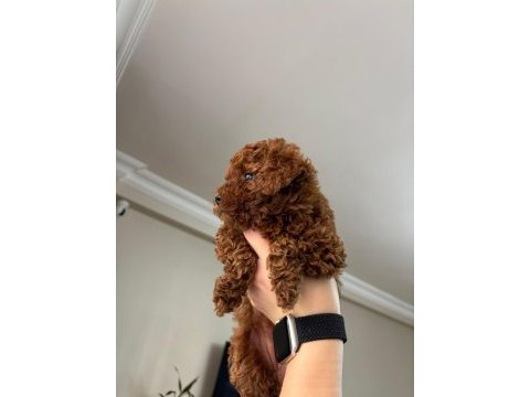 Red brown poodle yavrularımız yeni yuvasını arıyor