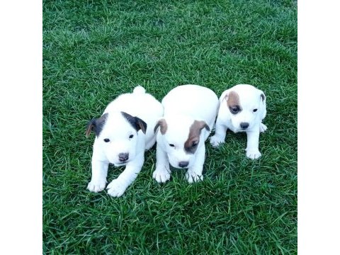 Enerji küpü jack russell bebekler