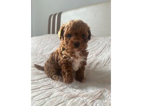 A kalite particolor poodle