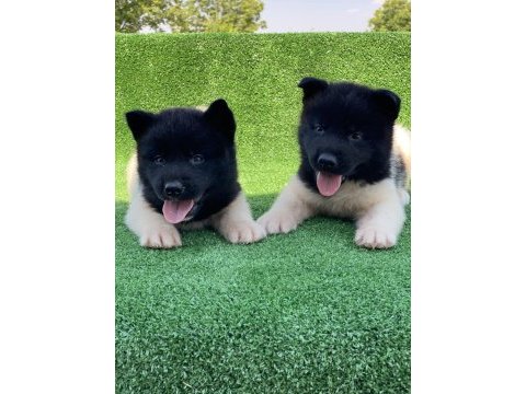 Amerikan akita ınu premıum yavrular