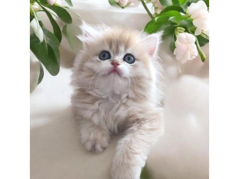 Safkan british shorthair ay12 blue golden