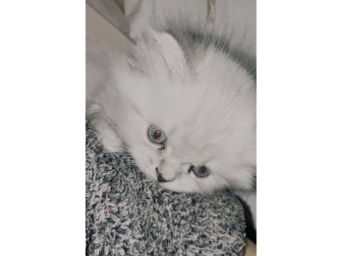 British blue point longhair 2 aylık yavrumuz