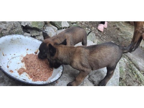 Saf kan malinois yavrular