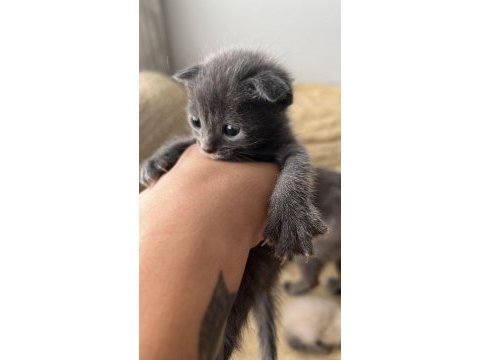Scottish fold